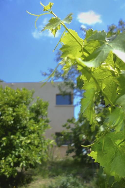 Le Clos Saint Elme Collioure Eksteriør billede
